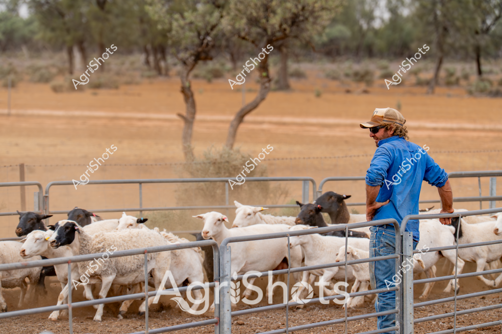 A stockman in a bright blue long-sleeved shirt and cap stands observing a mob of white and dark-colored sheep inside a metal livestock yard. The pastoral scene unfolds against a dry, dusty paddock with sparse trees and golden-brown ground typical of an Australian agricultural landscape. Multiple sheep - a mix of white and darker-colored animals - are clustered within the metal gate pens, suggesting a livestock management or handling operation. The stockman is positioned sideways, leaning against the fence and surveying the flock, demonstrating the quiet concentration required in sheep station work. Sparse, twisted trees in the background and the arid terrain indicate this is likely an inland region, possibly in Queensland or Western Australia, where sheep farming is a critical agricultural activity. The scene captures the essence of rural Australian livestock management - a solitary worker carefully monitoring a valuable agricultural asset in a challenging environmental setting.