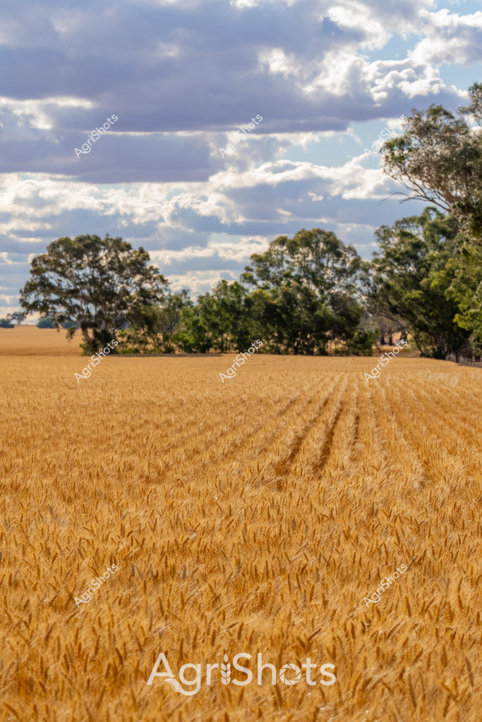 A golden wheat field stretches across the landscape, its ripe grain creating a stunning tapestry of golden-yellow hues under a dramatic cloudy sky. Neat tractor tracks run through the ripening crop, revealing the precision of modern agricultural practices. Mature eucalyptus trees line the field's boundary, providing a dark green contrast to the brilliant wheat field and creating a classic Australian rural scene. The cloudy sky with its layers of soft blue and white adds depth and drama to the landscape, suggesting the dynamic weather conditions that are so crucial to successful grain production. The wheat appears ready for harvest, with its rich golden color indicating mature grains that will soon be collected using advanced harvesting equipment. This image captures the essence of Australian broadacre farming - vast, productive landscapes that represent the backbone of the nation's agricultural economy.