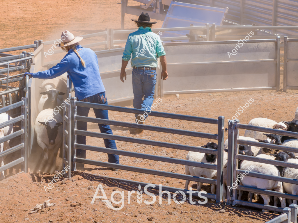 Two people work in a dusty livestock yard, managing sheep in metal holding pens. A woman in a blue jacket and a person in a turquoise shirt with a wide-brimmed hat are positioning themselves near the metal gates and fencing. The ground is a dry, packed earth color, typical of an arid Australian agricultural setting. Multiple white sheep are contained within the sturdy metal yard sections, suggesting this is a routine livestock management activity. The scene captures the practical, no-nonsense approach of Australian farm workers handling livestock in a challenging rural environment, with the metal infrastructure providing structured control and movement of the animals.

The workers are positioned strategically around the pens, likely preparing to move, sort, or inspect the sheep. Their robust clothing - denim jeans, practical shirts, and protective hats - reflects the functional nature of agricultural work. The metallic gray of the livestock yards contrasts with the earthy tones of the ground and the white of the sheep, creating a typical Australian rural landscape scene focused on livestock management.