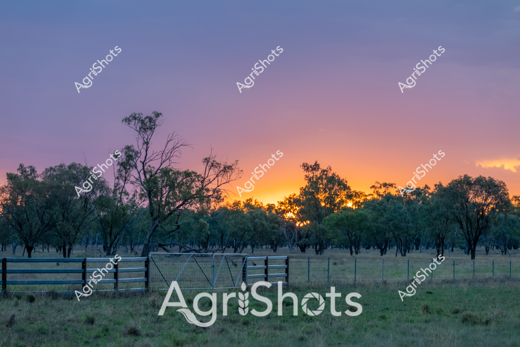 A breathtaking sunrise bathes a rural Australian paddock in golden and lavender hues, with silhouetted eucalyptus trees framing a rustic farm fence. The landscape captures the quintessential early morning light of the Australian bush, with soft pastel colors spreading across the sky from a brilliant orange horizon. Sturdy wooden and wire fence posts divide the grassy foreground, creating a sense of pastoral tranquility and agricultural order. Sparse, windswept trees with characteristically twisted branches punctuate the landscape, their forms etched against the luminous dawn sky. The scene evokes the quiet beauty of rural Australian farmland, where the first light transforms the landscape into a canvas of soft colors and gentle shadows. This peaceful moment represents the timeless rhythm of agricultural life, where each day begins with the promise of work and the natural beauty of the countryside.