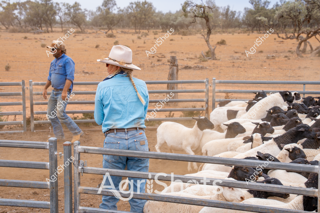 A woman stockman and a man stand near a livestock yard in a dry, arid Australian landscape. They are overlooking a group of sheep - a mix of white and black-fleeced animals - contained within metal livestock gates. The scene captures a typical outback pastoral setting, with sparse eucalyptus trees and reddish-brown earth stretching into the distance.

The woman wears a light-colored wide-brimmed hat, blue denim jeans, and a blue long-sleeved shirt, standing with her back to the camera. The man, also in blue workwear, is positioned further along the fence. Their stance suggests they are assessing the livestock, which are tightly grouped within the metal yard panels.

The surrounding landscape is classic Australian pastoral terrain - open, dusty paddock with scattered trees and minimal ground cover, indicating potential drought conditions. The metal livestock yards provide a structured border in this otherwise expansive, minimalist environment. The sheep appear healthy, with a good mix of white and darker-fleeced animals clustered together, demonstrating typical farm stock management in a challenging rural setting.