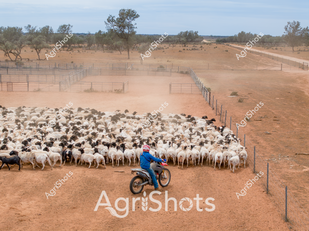 A man on a motorbike herds a large, tightly-packed flock of mixed black and white sheep through a dry, dusty paddock in outback Australia. The livestock are densely clustered within a fenced area, creating a swirling pattern of woolly bodies against the reddish-brown earth. Sparse trees and scrub vegetation frame the landscape, highlighting the arid conditions typical of rural Australian sheep stations. The rider, dressed in a bright blue jacket, skillfully navigates the dirt track alongside the flock, using the motorcycle to guide and control the movement of the animals. Fencing divides the paddock into structured sections, demonstrating the careful management of livestock in challenging agricultural terrain. The scene captures the rugged essence of Australian sheep farming, with its vast open spaces and the critical role of skilled stockmen in managing large herds across expansive properties.