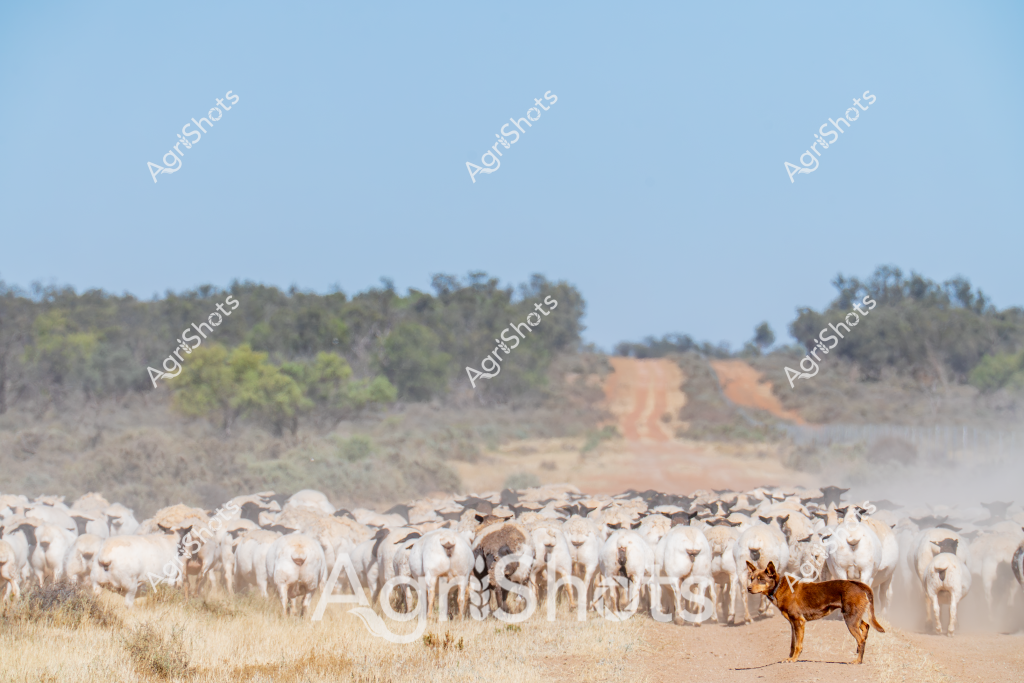 A dingo stands alert on a dusty rural track, watching over a large flock of white sheep being herded across an arid Australian landscape. The compact, reddish-brown canine appears vigilant and focused, positioned to the side of the sheep mob as they raise a cloud of fine dust along the dirt road. In the background, sparse eucalyptus trees and scrubland stretch toward a distant treeline under a clear blue sky, typical of an Australian pastoral setting. The image captures the essential working relationship between livestock guardian dogs and sheep herds, highlighting the dog's crucial role in managing and protecting the flock across vast, open grazing lands. The scene represents the rugged and challenging environment of Australian livestock farming, where animals and working dogs must be resilient and adaptable to survive in harsh conditions.