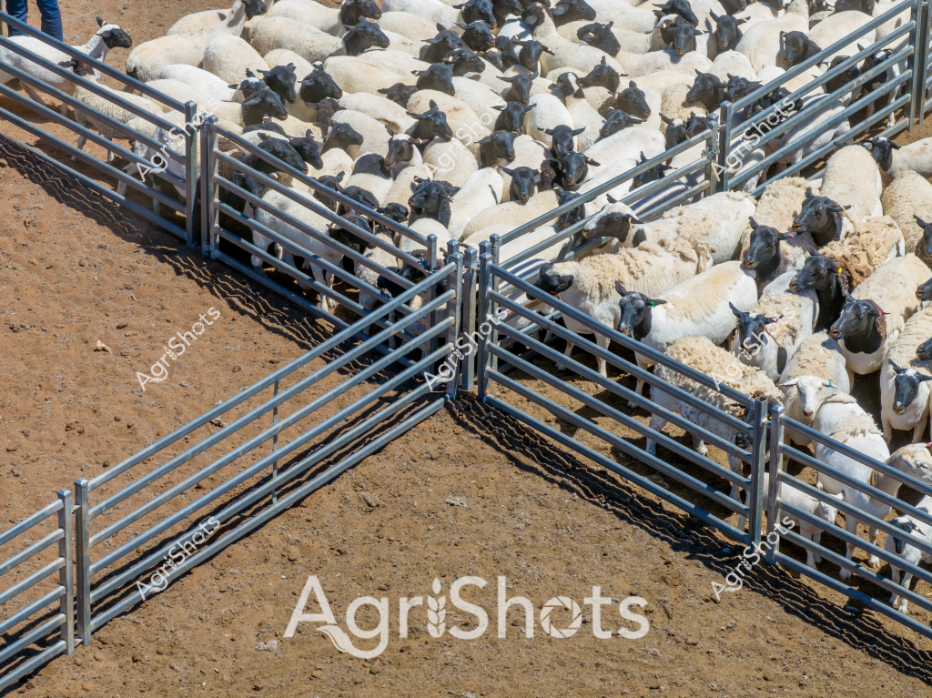 A large mob of black-and-white sheep are densely packed into a series of intersecting metal livestock yards, creating a geometric pattern of animals and steel gates. The sheep appear to be a mix of dark-faced breeds, possibly Black Suffolk or Dorper crosses, tightly clustered in a dry, dusty paddock with a brown earth floor. Precision metal gates form a complex funnel-like configuration, designed to efficiently control and direct the movement of the livestock during mustering or processing. The tight arrangement of sheep suggests they are being prepared for either shearing, veterinary treatment, or transportation, highlighting the systematic approach of modern Australian livestock management. The metallic gray yards contrast sharply with the white and dark woolly bodies of the sheep, creating a striking visual representation of agricultural infrastructure and animal husbandry.