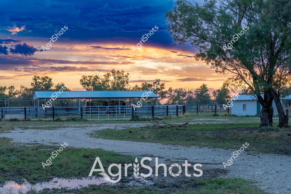 A tranquil rural sunset illuminates a classic Australian farm setting, with a weathered timber shed and metal livestock yards nestled among scattered gum trees. The late evening sky blazes in dramatic hues of golden yellow and deep blue, casting a warm light across the gravel path and surrounding grasslands. Sturdy steel cattle yards with multiple paddock sections dominate the foreground, suggesting this is a working cattle property in an inland region. A white outbuilding sits to the right, providing additional infrastructure for farm operations. The landscape appears dry but not drought-affected, with sparse grass and mature trees indicating a resilient agricultural environment. The scene captures the quintessential Australian rural landscape - a peaceful moment between day and night on a working agricultural property, where infrastructure and natural beauty coexist harmoniously.