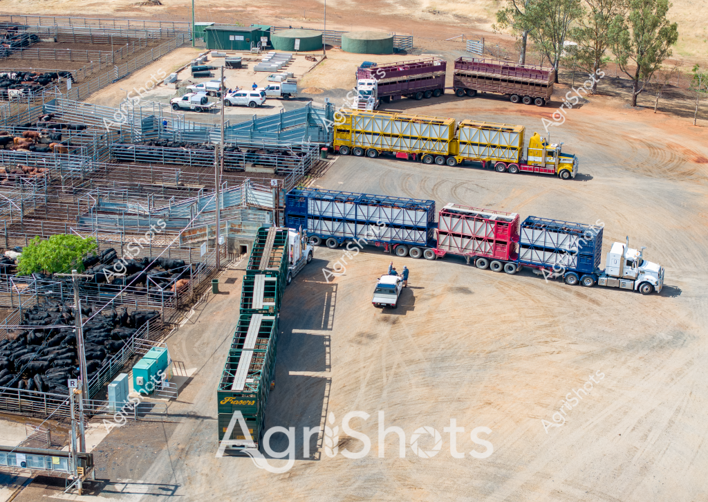 A bustling livestock transport hub captures the essence of Australia's robust cattle industry. Multiple large trucks with extended trailers are positioned within a dirt yard, surrounded by extensive metal cattle yards filled with black cattle. The scene is set in an arid landscape, with sparse trees and a green-roofed processing shed in the background, suggesting a remote cattle station in Western Australia or the Northern Territory.

Yellow and white road trains with multiple linked trailers dominate the foreground, their robust design specifically engineered for long-distance livestock transportation across challenging rural terrain. The trucks are strategically parked near loading ramps, ready to transport cattle between properties or to processing facilities. Smaller utility vehicles are scattered around the yard, indicating active staff managing the livestock movement.

The metal cattle yards are densely populated with black beef cattle, likely Angus or Wagyu breeds, standing in organized sections separated by robust galvanized steel fencing. The dusty, ochre-colored ground and sparse vegetation highlight the rugged environmental conditions typical of Australian cattle country. Sophisticated livestock handling infrastructure demonstrates the professional and efficient approach to cattle management in Australia's agricultural sector.

This aerial view reveals the complex logistics and infrastructure required to support large-scale cattle transportation, showcasing the critical role of road transport in Australia's beef industry supply chain.