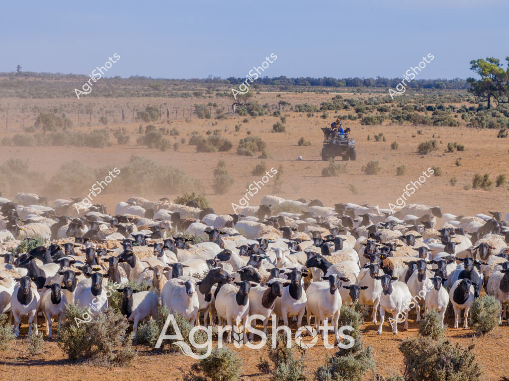 A large flock of white and black-faced sheep cluster tightly together in a dry, sparse outback landscape. An all-terrain vehicle drives in the dusty background, suggesting active livestock management. The sheep appear to be Dorper or Merino breeds, with distinctive white bodies and dark faces, standing among scattered saltbush and low scrub in a sun-baked paddock. The arid environment creates a golden-brown backdrop, with scattered vegetation and a distant treeline indicating a typical Australian pastoral setting. The dense grouping of sheep demonstrates careful mustering, with the vehicle likely guiding or monitoring the herd across the expansive station country. The scene captures the resilience of Australian livestock farming in challenging dry landscape conditions, showcasing the interaction between agricultural workers and their animals in remote rural terrain.