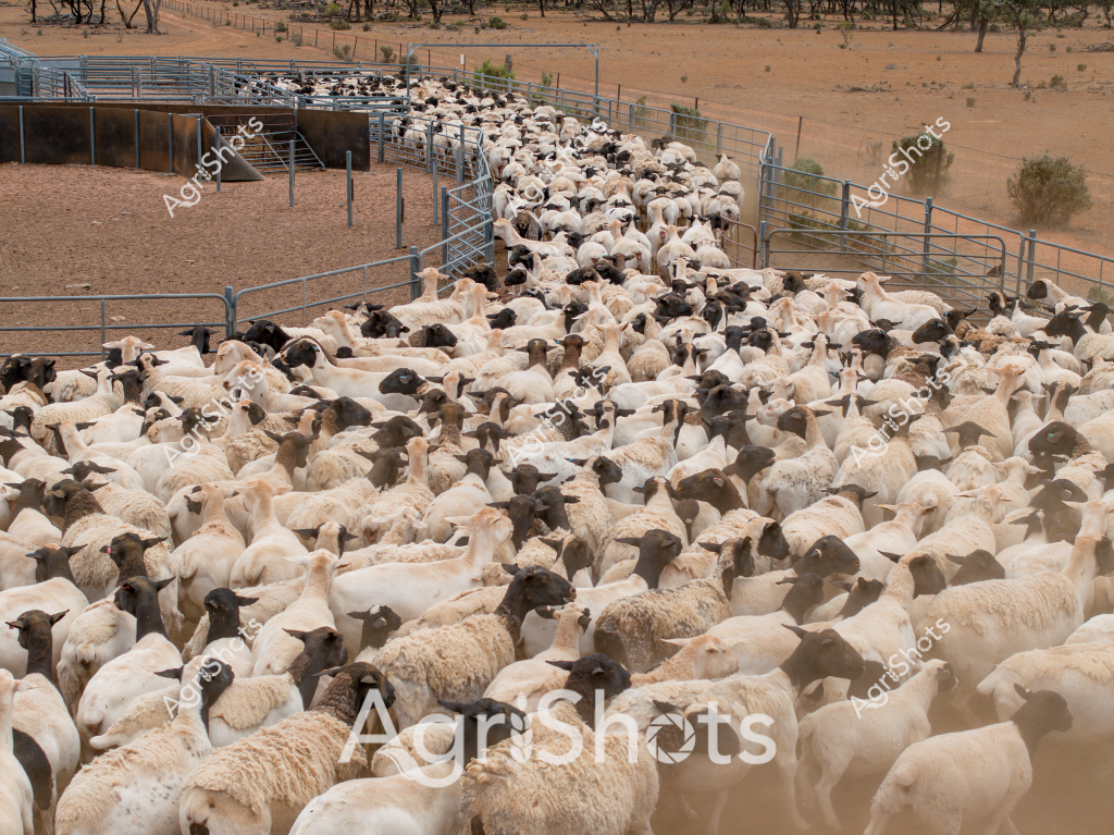 A dense mob of Merino and crossbred sheep fills a tight steel yard complex in a dry, arid Australian pastoral landscape. The woolly flock, comprising predominantly white sheep with scattered black and brown individuals, is tightly packed within metal cattle yards and loading ramps, creating a textural sea of wool and movement. The surrounding environment reveals a classic outback setting - reddish-brown earth, sparse vegetation, and scattered eucalyptus trees, indicating this is likely a large-scale sheep station in inland Australia. The metal yard infrastructure suggests professional livestock management, with carefully designed gates and pathways to facilitate stock movement and handling. Dust rises from the densely packed animals, highlighting the dry conditions and the physical process of mustering and containing the sheep. The scene captures the scale and complexity of Australian sheep farming, where large numbers of livestock are carefully managed in challenging environmental conditions.