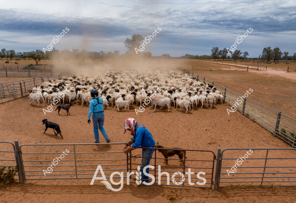 A comprehensive sheep mustering scene depicting two workers managing a large flock in a dusty yard under overcast skies. A large mob of predominantly white and dark-colored sheep are tightly clustered in a rectangular metal yard, kicking up considerable dust from their movement. A woman in a bright blue jacket and jeans stands observing the flock, while another worker leans on the yard gate, both accompanied by working dogs helping to control the livestock. The arid landscape features sparse trees and fenced paddocks stretching to the horizon, typical of Australian sheep farming regions. The scene captures the intense physical labor and precision required in sheep management, with the working dogs moving strategically to keep the flock contained and controlled. The dust and crowded yard highlight the challenging environmental conditions of livestock farming in rural Australia.