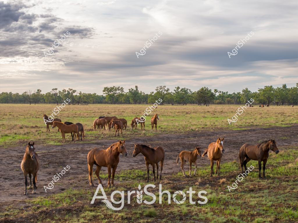 A serene rural landscape featuring a herd of horses grazing and standing in a sprawling paddock under an overcast sky. The horses, ranging in color from rich chestnut to darker brown, are dispersed across a muddy and grassy terrain with scattered trees lining the distant horizon. Some horses stand individually while others cluster in small groups, suggesting a relaxed and peaceful rural setting typical of Australian horse breeding or agistment properties. The cloudy, soft-lit environment creates a muted color palette of browns, greens, and grays, highlighting the natural beauty of the pastoral scene. The ground shows a mix of bare earth and patchy grass, indicating the transitional nature of the landscape, possibly during a dry season or in an area experiencing variable rainfall conditions. The horses appear healthy and well-maintained, moving and standing with a sense of calm and freedom within their expansive paddock environment.