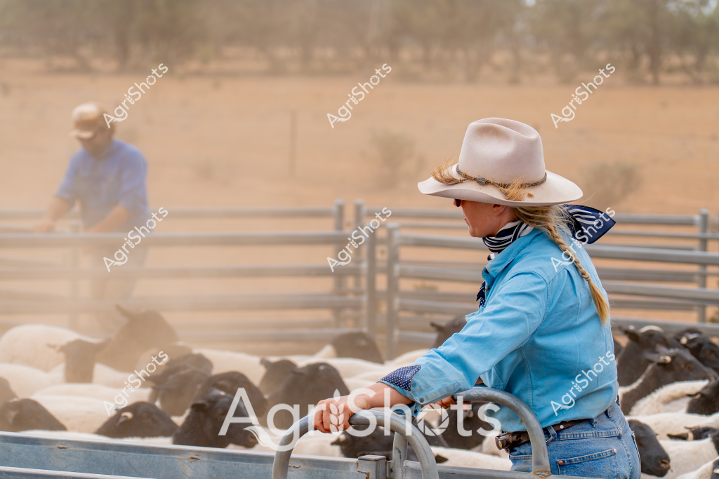 A woman stockman in a classic white wide-brimmed hat and blue jacket carefully manages a mob of black sheep within dusty metal livestock yards. Her blue work shirt and striped neck scarf indicate professional rural attire, while her positioning suggests experienced livestock handling. In the background, another worker is partially visible, also engaged in managing the animals during what appears to be a dry, sunlit mustering operation in an arid Australian paddock. The landscape is characterized by golden-brown earth, sparse vegetation, and wooden fence rails, capturing the challenging environmental conditions typical of extensive sheep farming regions. Dust rises around the sheep, highlighting the physical demands of stock management in rural Australia and showcasing the skill required to control and move livestock in harsh pastoral settings.