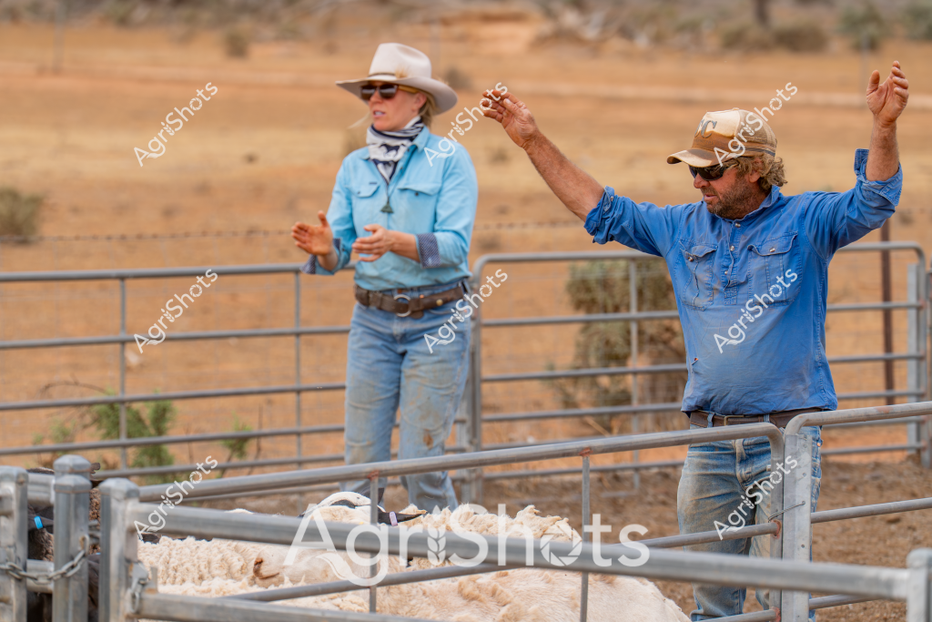 Two farm workers stand in a livestock yard during a dry, arid landscape setting. A woman wearing a light blue shirt, white cowboy hat, and neck scarf stands near a metal livestock pen, while a man in a blue work shirt and cap raises his arm in a gesture, seemingly directing or communicating about the sheep in the pen below. The background reveals a sparse, golden-brown landscape typical of Australian rural regions, with scattered scrub and desert-like terrain stretching to the horizon. The metal livestock yards provide a structured industrial element against the rugged natural environment, highlighting the challenging conditions of agricultural work in remote Australian settings. Their coordinated movements and attentive postures suggest they are managing a routine livestock handling operation, with the woolly sheep clustered within the sturdy metal pen railings.