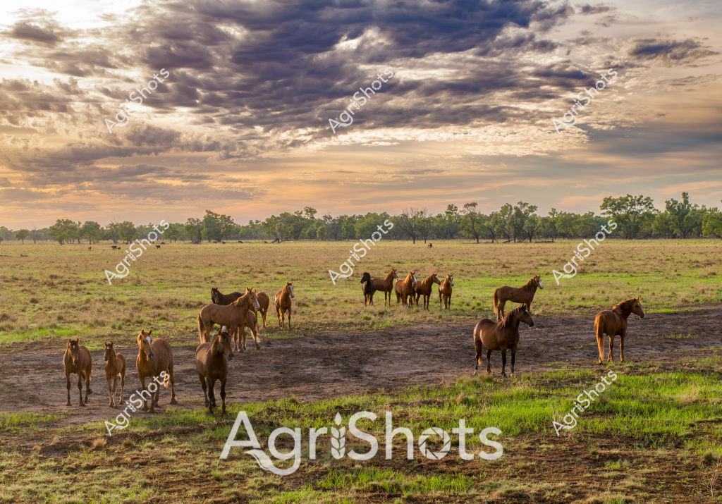 A stunning rural pastoral scene captures a herd of horses grazing across an expansive Australian grassland during a dramatic sunset. Approximately 15-20 brown horses of varying shades are scattered across a mixed terrain of dry earth and green pasture, with some standing individually while others cluster together in small groups. The dramatic sky dominates the landscape, featuring layered storm clouds in deep grays and soft golden-orange hues typical of an Australian evening, creating a moody atmospheric backdrop against distant eucalyptus trees lining the horizon.

The horses appear to be free-ranging, with some standing alert and others quietly grazing, suggesting this is likely a station or large rural property where horses are allowed to roam semi-freely. The ground shows signs of both dry and green patches, indicating recent rainfall or variable seasonal conditions. The composition beautifully captures the essence of Australian rural landscapes - wide open spaces, dramatic skies, and the natural harmony between livestock and the environment.

The image exemplifies the raw beauty of Australian pastoral settings, where horses are an integral part of rural life, whether used for station work, breeding, or simply maintaining the ecological balance of grassland ecosystems.