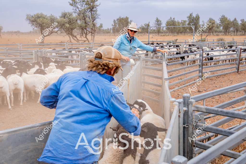 Two workers manage a flock of sheep in a dry, arid paddock with sparse trees in the background. A woman in a light blue long-sleeved shirt and white hat stands at a metal livestock yard gate, carefully handling the sheep with another worker in a blue shirt facing her. The dusty red earth and metal livestock yards suggest this is a sheep station in central or western Australia during a dry season. Multiple white sheep are being moved through the narrow metal gate sections, indicating a routine livestock management activity like drafting, sorting, or preparing for transportation. The scene captures the precision and skill required in Australian sheep farming, with professional workers efficiently managing the livestock in challenging environmental conditions.

The landscape appears to be in an inland region, with scattered eucalyptus trees and a sparse, golden-brown landscape typical of Australia's agricultural interior. The workers' blue shirts and sun protection hats reflect the practical workwear needed for long days of livestock management in harsh, sunny conditions.