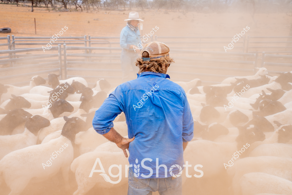 A stockman in a bright blue shirt and peaked cap stands among a large flock of sheep in a dusty rural paddock. Another person is visible in the background, blurred by the swirling dust kicked up by the sheep's movement. The scene captures the intensity of mustering, with the stockman standing firmly, hands on his hips, overseeing the tightly packed mob of sheep within a metal pipe rail yard.

The landscape is dry and arid, with a sandy-colored ground and sparse vegetation visible in the distance. Dust billows around the sheep, creating a hazy atmosphere that speaks to the challenging conditions of Australian livestock management. The stockman's blue shirt stands out against the neutral tones of the environment, highlighting the human presence in this rugged agricultural setting.

This image encapsulates the essence of sheep farming in regional Australia - the hard work, the dust, the vast open spaces, and the careful management of livestock in challenging environmental conditions. The scene conveys a sense of resilience and skill typical of Australian rural workers managing their herds in harsh landscapes.