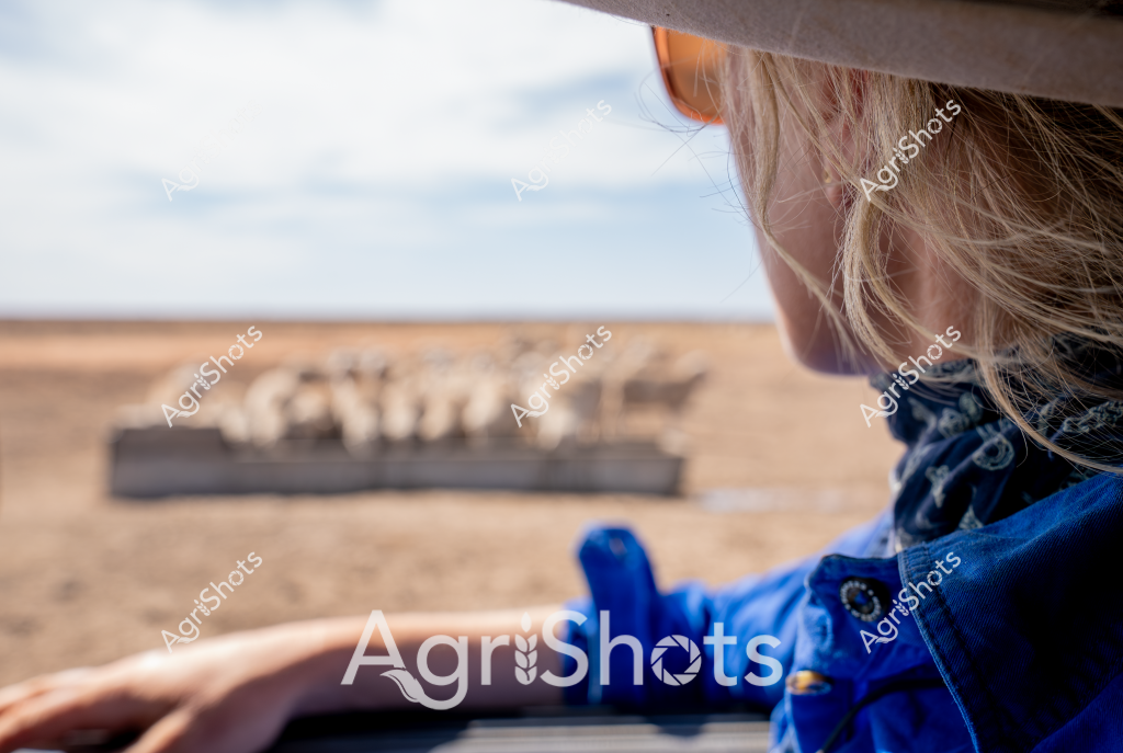 A woman in a blue jacket observes a flock of sheep in a dry, expansive landscape. She appears to be looking out over a dusty paddock where a group of light-colored sheep are standing near a long feeding trough. The background reveals a flat, arid terrain stretching to a pale, cloud-spotted horizon. The scene captures a moment of quiet observation, with the woman's perspective suggesting a connection to the agricultural landscape and the livestock. Her blonde hair is partially visible, and she seems to be monitoring the sheep, which are clustered together in the middle distance, highlighting the challenges of pastoral farming in an dry environment.