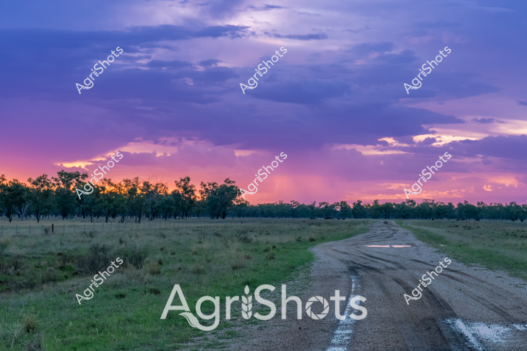 A breathtaking rural landscape captures a gravel road winding through grasslands at sunset, with a dramatic purple and pink sky illuminating the horizon. Dense eucalyptus trees line the distant treeline, creating a silhouette against the vibrant evening light. The road stretches through green pastureland, curving gently towards the tree-lined boundary, suggesting this is likely a rural property in outback Australia. Soft clouds drift across the sky, creating layers of deep blue, lavender, and salmon pink that blend seamlessly. The scene evokes a sense of tranquil isolation, typical of Australian agricultural landscapes where vast open spaces stretch endlessly under spectacular skies. The gravel road's white line markings provide a subtle guide through the serene countryside, highlighting the connection between human infrastructure and the natural environment.