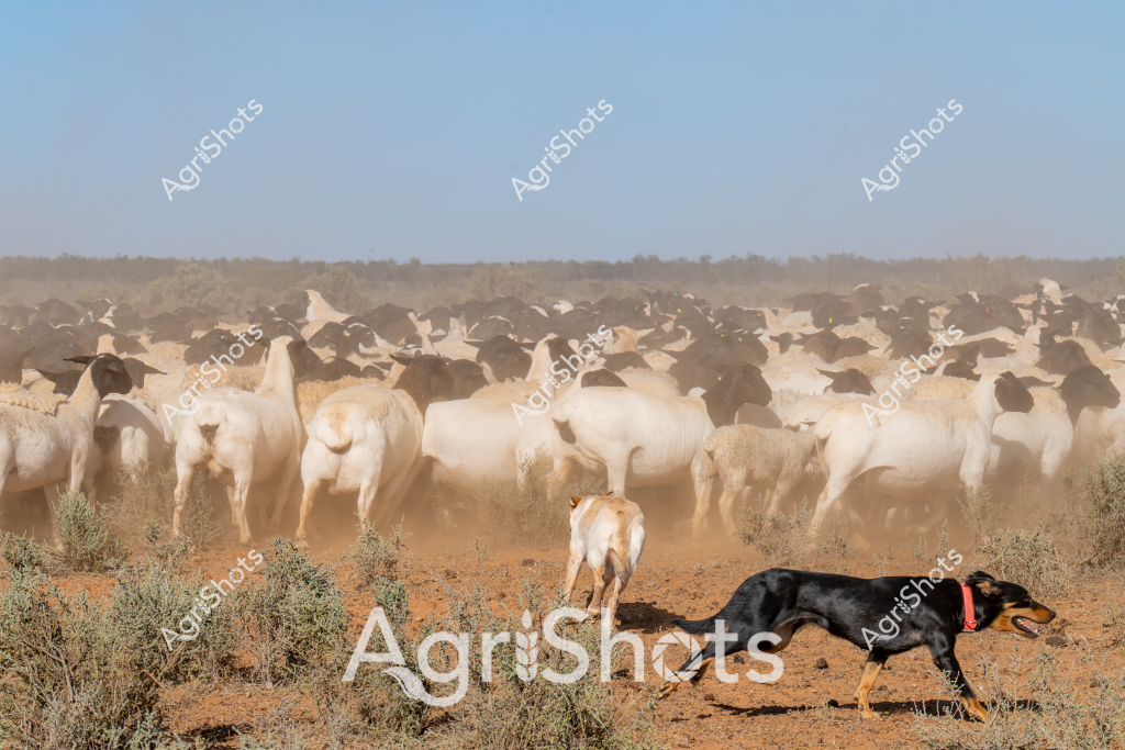 A large herd of light-colored sheep kicks up dust in a dry, arid landscape, with two working dogs herding the mob across a sparse, reddish-brown paddock. A black and tan dog runs alongside the herd, expertly guiding the sheep's movement with precision and skill. A lighter-colored dog stands slightly apart, also part of the mustering effort. The background reveals a line of trees and scrubby vegetation, creating a typical Australian outback pastoral scene. Dusty conditions and the tight grouping of the sheep suggest an experienced team of working dogs and likely a stockman managing this livestock movement across a challenging rural terrain. The image captures the essence of Australian sheep farming, highlighting the critical role of working dogs in managing large herds across expansive, dry landscapes.