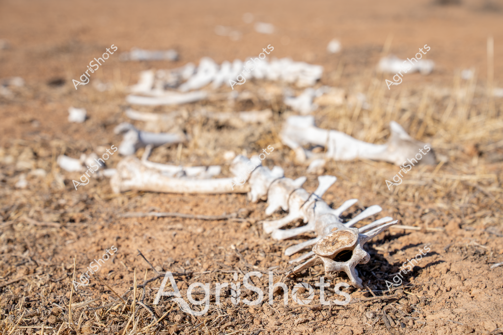 A haunting scene of scattered animal skeletal remains lies across a dry, dusty landscape with sparse grasses and sandy-brown earth. The bleached white bones are arranged in a fragmented, disarticulated pattern, suggesting the skeletal remains of a single animal that has decomposed over time. The stark white bones contrast sharply against the muted tan and brown tones of the ground, creating a poignant visual representation of environmental harshness and the cycle of life and death in an arid ecosystem. Each vertebra, rib, and bone fragment is weathered and sun-bleached, indicating prolonged exposure to the elements. The image evokes a sense of desolation and the unforgiving nature of drought-affected landscapes, where survival is a constant struggle and life can quickly fade into these fragile, skeletal reminders.