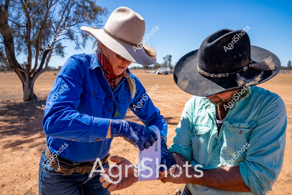 In the arid Australian outback, a woman in a bright blue work shirt and white wide-brimmed hat carefully handles what appears to be a sample or testing container alongside a man wearing a light turquoise shirt and a dark black stockman's hat. The dry, dusty landscape surrounds them, with a lone tree and parched ground stretching into the distance under a brilliant blue sky. Both workers are wearing protective gloves, suggesting they are conducting some form of agricultural testing or livestock health assessment. Their clothing - sturdy work shirts, robust hats, and practical work gear - speaks to the rugged nature of rural Australian agricultural work, where professionals must be prepared for harsh environmental conditions. The scene captures the essence of professional agricultural fieldwork, with careful attention to detail and protection against the unforgiving Australian rural environment.