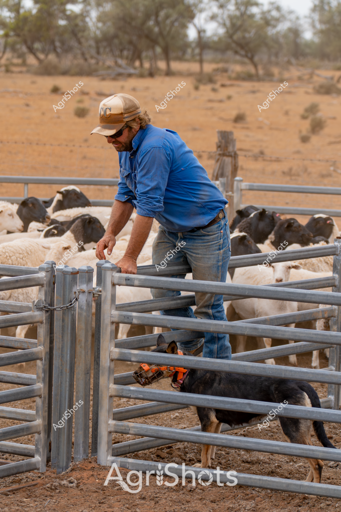 A man stockman in a blue work shirt and tan cap works within a metal livestock yard, carefully managing a flock of mixed breed sheep in a dry, arid landscape. His black and tan working dog sits attentively near the gate of the metal livestock pen, ready to assist with herding. The surrounding environment is a classic Australian outback scene - reddish-brown earth, sparse vegetation, and scattered eucalyptus trees creating a sparse, windswept backdrop. Wearing classic rural workwear of denim jeans and a rolled-up long-sleeved shirt, the stockman demonstrates the careful precision required in managing livestock in challenging desert conditions. The metal yards provide structured containment for the sheep, with their galvanized steel rails offering durability in the harsh environment. This image captures the everyday skill and resilience of Australian rural workers, highlighting the intricate relationship between people, animals, and the demanding landscape of the interior.