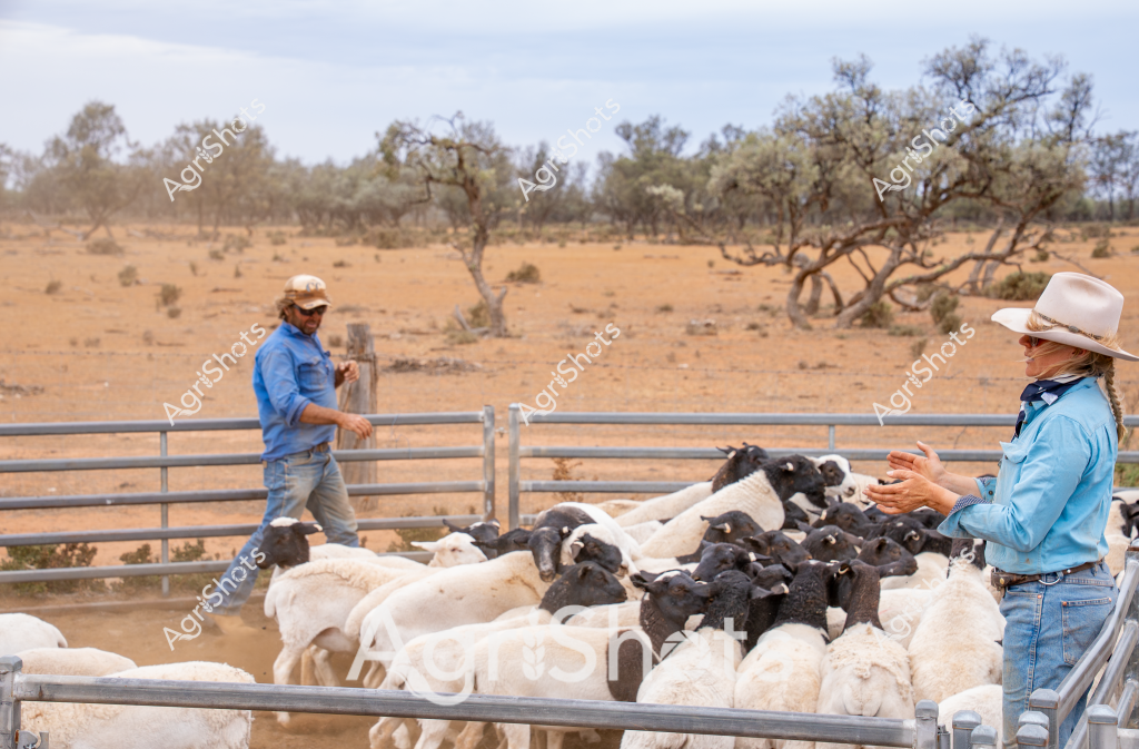 Two people manage a flock of black and white sheep in a dry, arid paddock with scattered eucalyptus trees. A woman in a light blue shirt and wide-brimmed hat and a man in a blue work shirt are positioned at opposite ends of a metal livestock yard, working together to control the herd. The landscape is typical of central Australian rangelands - reddish-brown earth, sparse vegetation, and twisted trees indicating harsh environmental conditions. The sheep, a mix of white and black woolly animals, are tightly packed within the metal yard panels, suggesting they are being sorted, counted, or prepared for movement. The scene captures the everyday work of Australian livestock management, highlighting the skill and teamwork required to handle livestock in challenging rural environments.

The expansive background demonstrates the classic Australian pastoral setting - a sparse, open landscape with minimal ground cover, twisted native trees, and a muted, dusty color palette that speaks to the resilience of agricultural workers and animals in this demanding terrain. Their coordinated movements and professional demeanor illustrate the precision and experience required in sheep farming.