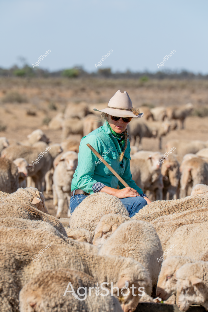 A woman stockman in a turquoise shirt and cream cowboy hat sits amid a large flock of Merino sheep in an arid Australian landscape. Wearing sunglasses and a green bandana, she rests on the woolly backs of the sheep, holding a long herding staff, demonstrating the traditional skills of rural sheep management. The landscape is a dusty, sparse paddock with scattered vegetation and distant trees on the horizon, typical of Australia's dry interior regions. The dense flock of cream-colored Merino sheep, known for their fine wool, are tightly clustered around her, creating a textural landscape of woolly bodies. Her posture suggests calm expertise, balancing comfortably among the animals she tends, embodying the resilience and skill of Australian rural workers. The muted earth tones of the background contrast with her bright turquoise shirt, creating a vibrant image of contemporary agricultural work.