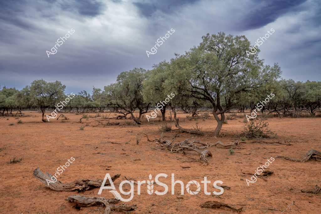 A stark olive grove stands resilient amid a harsh, rust-colored landscape under a brooding storm sky. Gnarled and weathered olive trees with silvery-green foliage are spaced across the parched, cracked earth, their twisted branches testament to years of survival in challenging conditions. Fallen branches and dried woody debris scatter across the ground, emphasizing the severe drought-like environment. Thunderclouds gather overhead in deep slate and gray tones, creating a dramatic backdrop that highlights the landscape's arid, unforgiving nature. The reddish soil speaks to the mineral-rich but water-starved terrain typical of Australia's challenging agricultural regions. This image powerfully captures the resilience of agricultural landscapes during prolonged dry periods, where trees and vegetation maintain a delicate balance of survival against harsh environmental conditions.