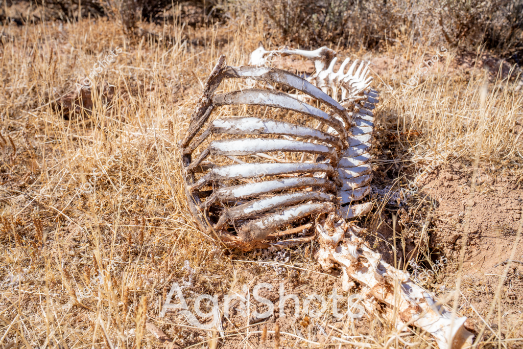 A skeletal ribcage of an animal, likely a large mammal, lies decomposing in dry golden grassland. The bleached white bones are fully exposed, with the curved ribs still connected to the spine, creating an arc-like structure against the sun-dried grass and sparse shrubs. The skeletal remains appear weathered and bleached by extended exposure to the elements, suggesting this is an arid or semi-arid landscape typical of Australian outback or pastoral regions. Scattered around the bones are tufts of dry, straw-colored grass, indicating a potentially drought-affected environment where vegetation is sparse and brittle. The stark white of the bones contrasts sharply with the muted browns and tans of the surrounding landscape, creating a powerful visual representation of the harsh ecological conditions and the cyclical nature of life and death in challenging agricultural terrain.