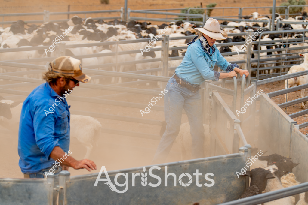 Two workers manage a dusty livestock holding yard in what appears to be an arid Australian agricultural setting. A woman in a blue long-sleeved shirt and light-colored wide-brimmed hat operates a metal gate in a livestock pen, while a man in a blue shirt and hat stands nearby, both working together to manage a large group of sheep or goats visible in the background behind metal livestock fencing. The environment is dry and sandy, with a pale brown landscape suggesting a drought-affected or inland region, potentially in Queensland or Western Australia. Dust rises around the workers, indicating active movement and handling of livestock in challenging environmental conditions. The workers' sturdy clothing - long-sleeved shirts, wide-brimmed hats, and practical work pants - reflects the standard attire for Australian rural agricultural workers managing livestock in harsh conditions.