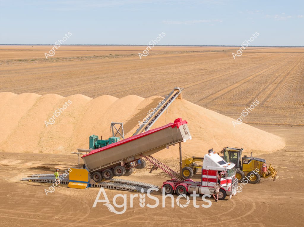 This image captures an expansive agricultural harvesting scene in a vast, dry landscape, focusing on a large grain handling operation. A red and white truck is positioned next to a tilting conveyor system, transferring golden-colored grain from a transport trailer into massive mounded stockpiles. The surrounding environment is a broad, flat agricultural field with visible tractor tracks, stretching to a distant horizon under a pale blue sky.

Heavy agricultural machinery, including a yellow bulldozer or front-end loader, is positioned nearby, ready to manage the grain stockpiles. The conveyor system, with its angled metal structure, efficiently transfers grain from the truck's trailer, demonstrating modern agricultural logistics and harvest management techniques.

The golden-colored grain piles suggest a substantial harvest, likely wheat or another cereal grain, capturing the scale of Australian broadacre farming. The equipment and landscape epitomize the mechanized, large-scale agricultural practices characteristic of Australian grain production, particularly in regions like Western Australia, South Australia, or the New South Wales wheat belt.

The scene conveys a sense of productivity, technological efficiency, and the immense scope of contemporary agricultural operations, where sophisticated machinery enables the harvesting and storage of massive grain quantities in challenging, arid environments.