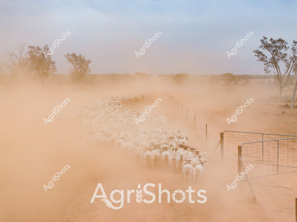 A dense flock of sheep moves through a dusty, arid landscape, creating a dramatic cloud of ochre-colored dust as they follow a narrow fenced pathway. Sparse eucalyptus trees line the horizon, their silhouettes barely visible through the thick dust raised by the moving livestock. The scene captures the challenging conditions of Australian outback farming, where livestock must be carefully managed and moved across vast, dry stations. The fence line guides the sheep precisely, demonstrating the careful stock management techniques required in harsh rural environments. Wooden fence posts and wire mesh create a defined route through the parched landscape, with the sheep moving in a tight, uniform line that stretches into the hazy distance. The early morning or late afternoon light softens the harsh landscape, casting a warm, golden tone across the dry earth and creating a powerful visual of agricultural life in remote Australia.