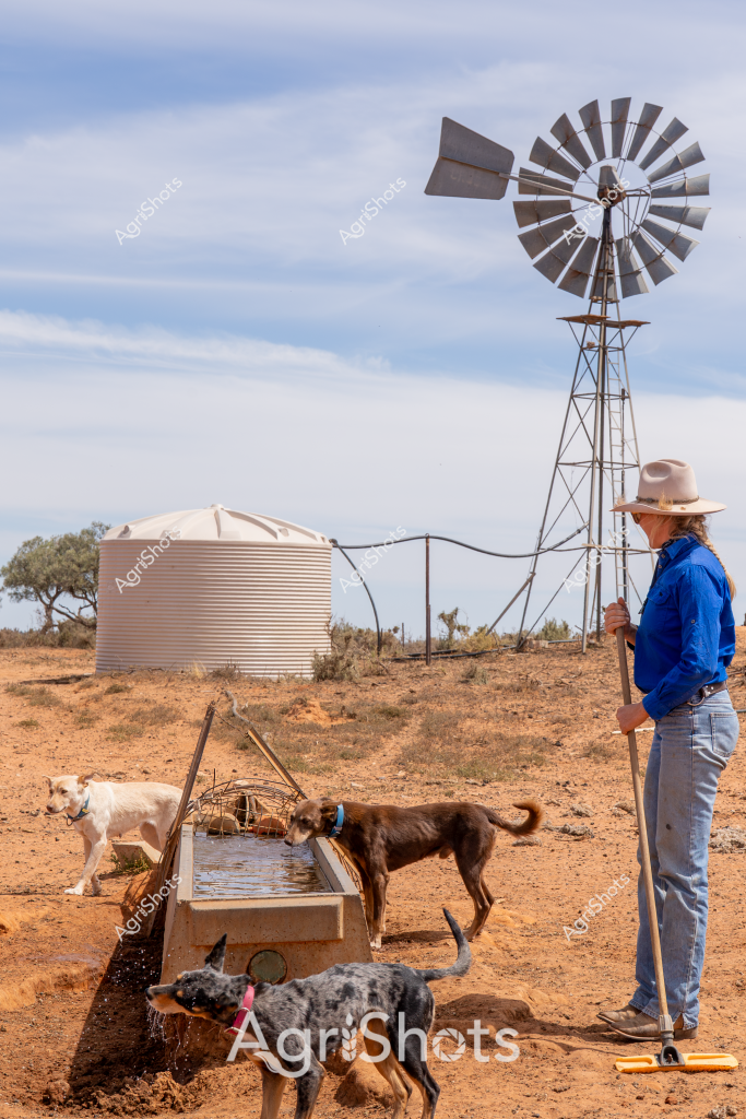 A woman farmer stands beside a windmill on an arid rural property, surveying the dry landscape with three working dogs around a water trough. The scene captures a typical Australian outback setting, with reddish-brown earth, a large corrugated water tank, and a classic metal windmill tower against a pale blue sky. The woman wears a blue long-sleeved shirt, light-colored jeans, and a broad-brimmed hat, embodying the resilient spirit of rural Australian agriculture. Three dogs - a white dog, a brown dog, and a blue merle dog - are gathered around a concrete water trough, drinking or waiting attentively. The windmill, a crucial piece of infrastructure in remote agricultural areas, stands ready to pump groundwater, highlighting the importance of water management in harsh, dry environments. The sparse vegetation and rocky ground underscore the challenging conditions faced by farmers in this region, with sparse trees and scrub vegetation scattered across the background.