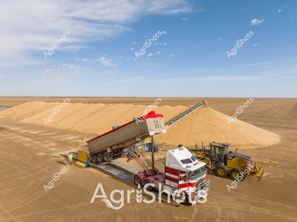 A striking agricultural harvest scene unfolds across a vast, golden wheat landscape under a brilliant blue sky with wispy clouds. A red and white truck with a large trailer is positioned next to an impressive grain transfer system, efficiently moving harvested grain into massive golden piles on the flat, arid terrain. A yellow construction grader is parked nearby, suggesting active site management and land preparation. The grain transfer equipment features a long conveyor mechanism, allowing rapid unloading of the truck's contents directly into expansive stockpile mounds. The entire scene captures the immense scale of modern Australian grain harvesting, with machinery dwarfed by the surrounding wheat fields and seemingly endless horizontal horizon. The environment appears dry and sun-bleached, typical of agricultural regions during harvest season, with the golden grain piles contrasting against the pale earthen landscape.