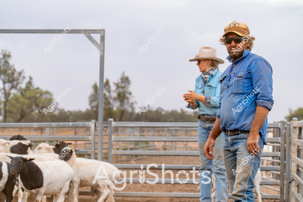 A seasoned man stockman and a woman worker supervise a small herd of black and white sheep in a rural livestock yard, surrounded by metal livestock fencing and distant eucalyptus trees. The man wears a tan cap, sunglasses, and a blue chambray work shirt with rolled-up sleeves, standing confidently in worn denim jeans and boots. His companion, wearing a light-colored wide-brimmed hat and a blue work shirt, stands nearby, both carefully observing the flock of mixed-color sheep clustered in the steel holding pen. The overcast sky and dusty ground suggest a typical Australian pastoral scene, highlighting the ongoing management of livestock in a challenging rural environment. Their professional stance and attentive posture demonstrate the careful husbandry and daily work required in managing a sheep production operation.