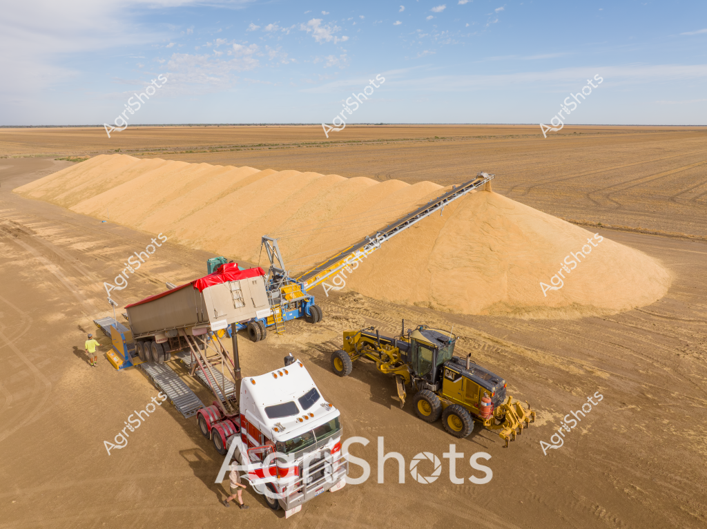 A stunning agricultural landscape captures the grain harvest in full swing, with massive golden piles of harvested grain dominating the arid, expansive farmland. A sophisticated conveyor system extends from a white truck and red-topped processing unit, efficiently transferring grain across the golden terrain. A yellow Caterpillar motor grader stands ready nearby, suggesting precision land management and logistics. The scene represents the sophisticated agricultural infrastructure of Australian broadacre farming, with machinery expertly managing the harvest in a wide, flat landscape under a soft blue sky with scattered clouds. The golden grain mounds contrast dramatically with the ochre-toned surrounding paddocks, highlighting the productivity of the region's agricultural operations. The machinery and grain piles suggest a moment of peak harvest efficiency, where technology and agricultural expertise combine to process the season's crop.