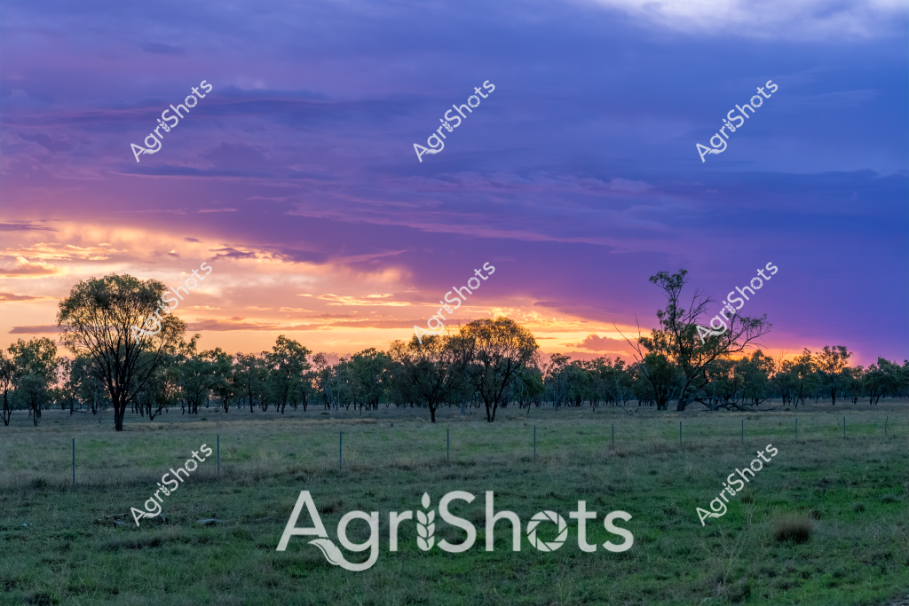 A stunning rural sunset transforms the Australian landscape, casting vibrant purple and golden hues across a peaceful pastoral scene. Scattered eucalyptus trees stand silhouetted against the dramatic sky, their sparse forms punctuating a wide grassy paddock fenced with traditional wire boundaries. The landscape appears to be in an inland region, likely in Queensland or New South Wales, where open grasslands stretch toward a distant horizon. Soft green grass covers the foreground, suggesting recent rainfall or a season with good moisture. The trees cast long shadows across the terrain, indicating this is either dawn or dusk, with the sunset creating a breathtaking palette of blues, purples, and warm oranges. The scene captures the quintessential Australian rural landscape - serene, expansive, and dramatically beautiful, showcasing the raw natural beauty of the continent's agricultural heartlands.
