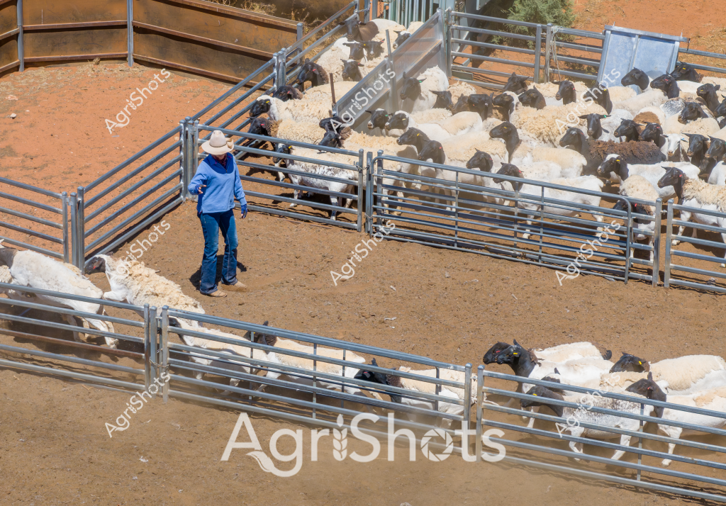 A woman in a blue jacket and white hat stands in a sheep yard, overseeing a large flock of black-faced and white sheep. Multiple metal livestock pens divide the dusty, reddish-brown paddock, creating organized sections for managing the sheep. The animals are densely clustered, with a mix of black-headed and white-fleeced sheep pressed against the metal gates and fencing. The landscape appears to be an arid or semi-arid region, likely in the Australian outback, with reddish soil and minimal vegetation visible. A gate or loading ramp is positioned in one of the pens, suggesting this is part of a livestock management operation, potentially for mustering, sorting, or preparing sheep for transport or shearing. The scene captures the precision and infrastructure of modern Australian sheep farming, with careful animal handling and controlled movement through carefully designed yards.