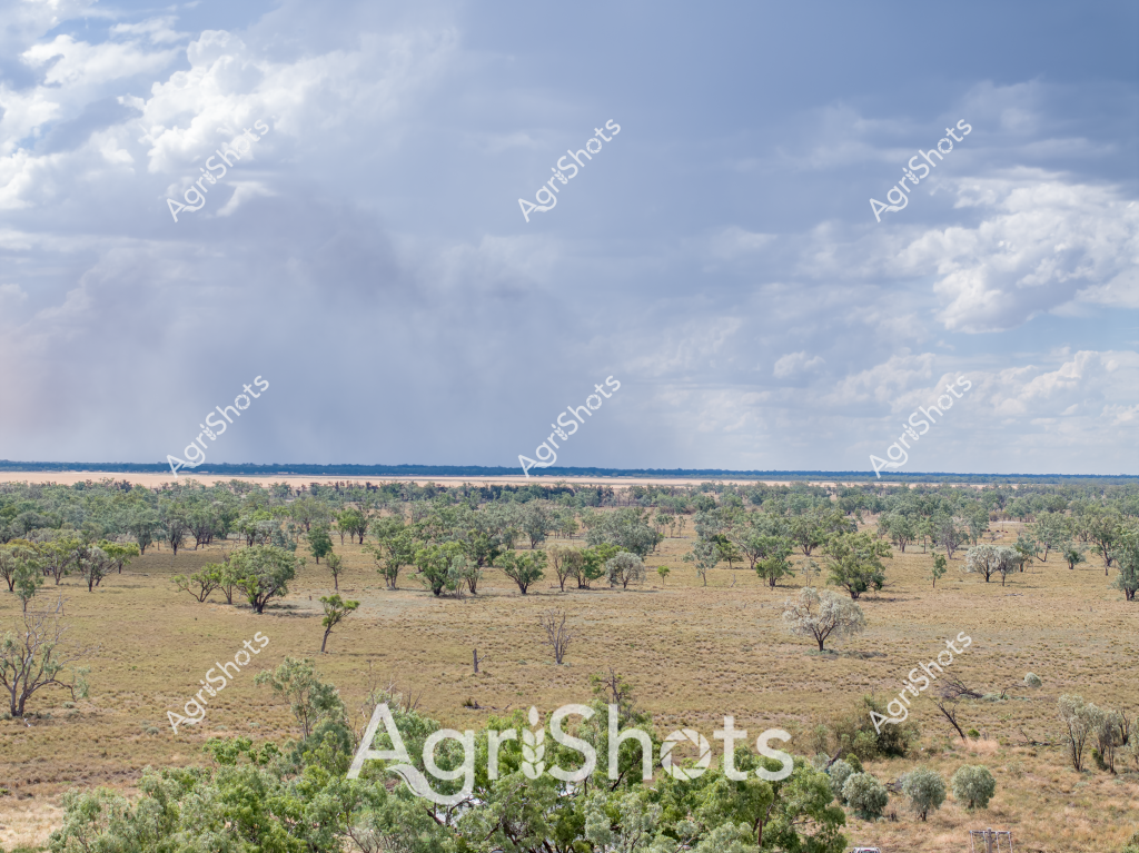 A vast Australian landscape unfolds under a dramatic cloudy sky, revealing a sparse woodland of widely scattered eucalyptus trees across a dry, golden-brown grassland. The terrain appears typical of an inland pastoral region, with scattered trees providing minimal shade across the expansive paddock. Sparse vegetation and the muted color palette suggest challenging environmental conditions, likely indicative of drought or dry seasonal conditions prevalent in many parts of rural Australia.

The landscape stretches to a distant horizon, where a hint of lighter terrain meets the softly clouded sky. Trees are distributed irregularly across the scene, their silvery-green foliage standing in stark contrast to the parched ground beneath them. Some trees appear more robust, while others look weathered and sparse, reflecting the harsh agricultural conditions of the region.

The image captures the quintessential Australian rural landscape - resilient, open, and characterized by wide-open spaces that demonstrate both the challenges and beauty of agricultural environments in arid and semi-arid zones. The scene speaks to the adaptability of Australian farming practices in marginal lands, where vegetation and livestock must endure significant environmental stress.