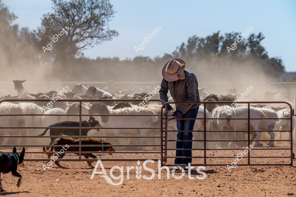 A man stockman wearing a wide-brimmed hat stands amid a dusty livestock yard, carefully managing a flock of white sheep and a few black and brown dogs. The scene captures a typical Australian sheep station during mustering, with dry, reddish-brown earth and sparse trees in the background creating a quintessential outback landscape. Dust rises around the metal livestock gates as the sheep crowd together, with the stockman's careful positioning and the working dogs suggesting an experienced team managing the herd. The man's dark clothing and sturdy stance reflect the challenging conditions of rural livestock management, where skill and precision are essential for moving and controlling sheep in arid environments. A gate separates different sections of the yard, allowing controlled movement and sorting of the animals during what appears to be a warm, dry day with minimal vegetation visible.
