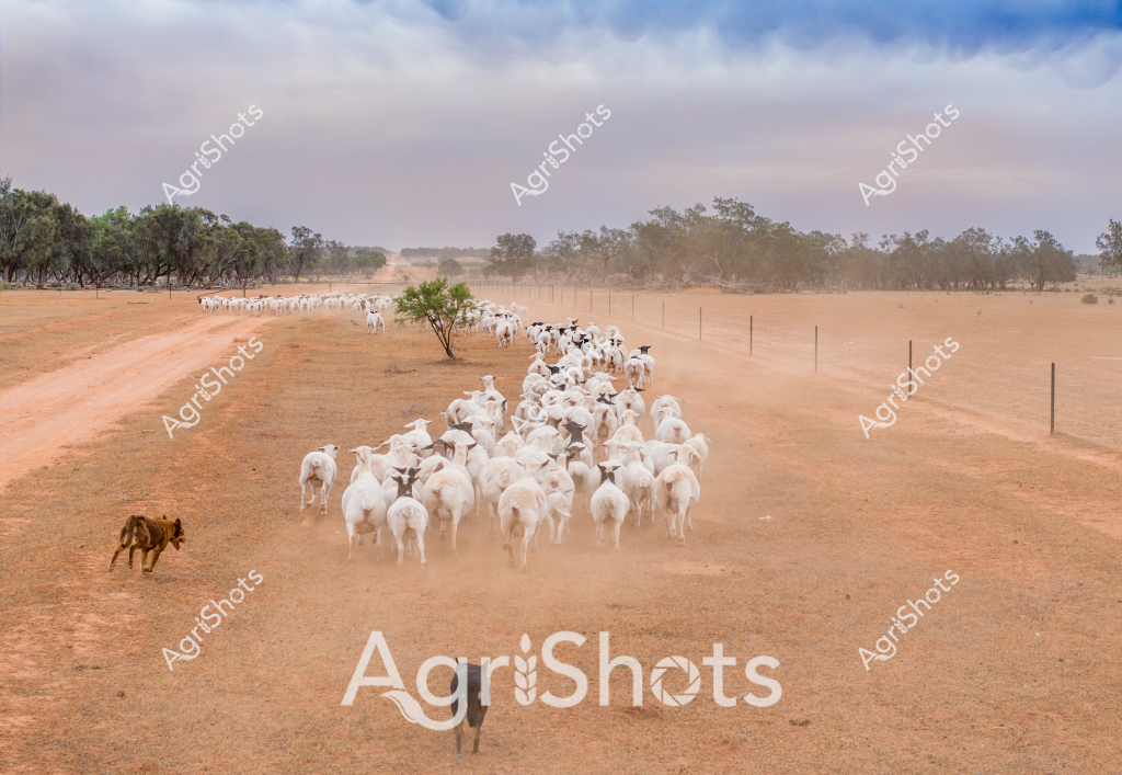 A large mob of white livestock - likely Merino sheep - are being expertly herded across a dry, dusty rural landscape by a working dog. The flock moves along a dirt track with sparse trees and fencing, creating a cloud of reddish-orange dust in their wake. A single working dog, likely a Kelpie, guides the sheep from behind, demonstrating the classic Australian pastoral scene of mustering livestock across an arid station property. The landscape suggests a drought-affected region, with minimal vegetation and a wide, open terrain typical of Australia's interior. Sparse eucalyptus trees line the distant horizon, breaking up the flat landscape and providing minimal shade. The image captures the challenging environmental conditions and the resilience of Australian agricultural practices, with the sheep moving steadily under the watchful eye of their canine handler across the seemingly endless paddock.