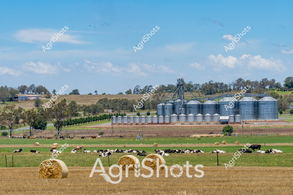 A picturesque agricultural landscape captures a dairy farming scene in rural Australia, with large silver grain silos standing prominently in the background against rolling green and golden pastures. A herd of black and white dairy cows rests across the grassy paddock, some lying down while others graze lazily in the mid-morning sunlight. Round golden hay bales dot the foreground, representing the season's harvest and providing supplementary feed for the livestock. Scattered eucalyptus trees line the distant horizon, creating a classic Australian rural vista with gently rolling terrain and a soft blue sky with wispy white clouds. The carefully arranged grain storage infrastructure and well-managed pasture showcase the sophisticated approach of modern Australian agricultural practices, highlighting the integration of livestock management and crop production in this productive farming landscape.