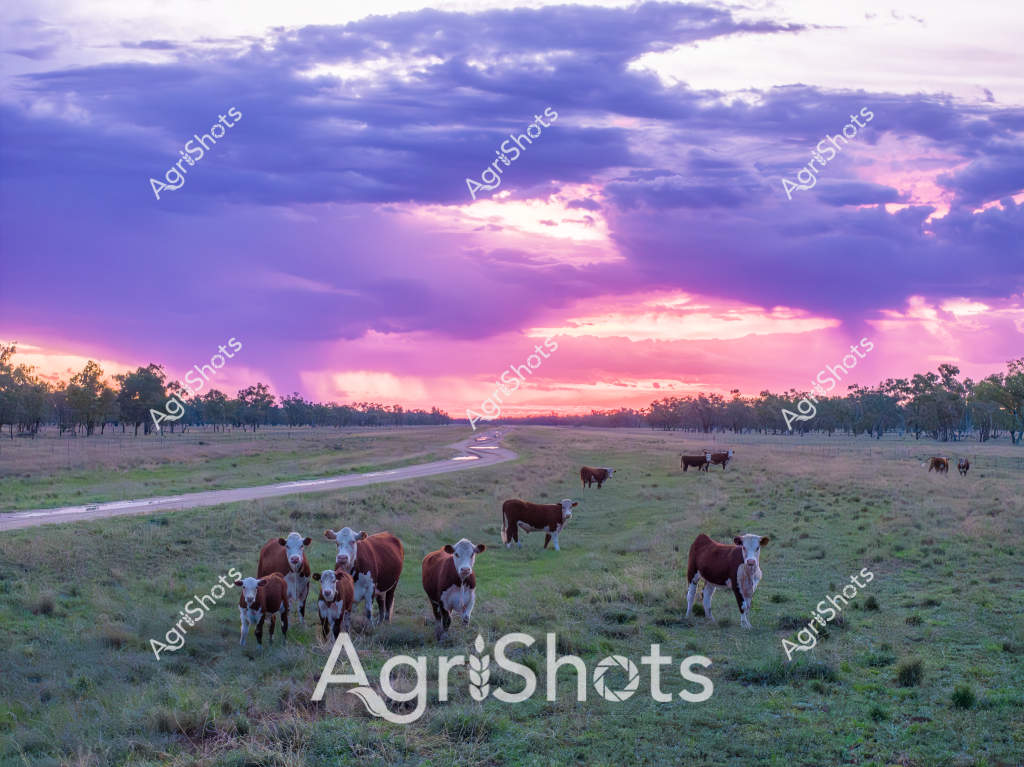 A stunning pastoral scene captures a herd of Hereford and Angus cattle grazing peacefully across a lush grassland paddock at sunset. The rich, dramatic sky blazes with purple and pink hues, casting a soft luminescent glow across the rural landscape. Several mature cows and their calves are scattered across the green pasture, some standing quietly while others graze leisurely near a winding dirt track that meanders through the paddock.

The cattle display classic beef breed characteristics - sturdy, muscular bodies with distinctive reddish-brown and white markings typical of Hereford genetics. A small group of calves huddle close to their mothers, representing the next generation of the breeding herd. Sparse eucalyptus trees line the distant horizon, creating a quintessential Australian rural backdrop against the spectacular cloudscape.

The evening light transforms the landscape, bathing everything in a soft, ethereal radiance that highlights the contours of the land and the silhouettes of the cattle. This image captures the serene beauty of Australian cattle farming - a timeless scene of livestock grazing peacefully as another day concludes in the vast, open countryside.

The dramatic sky, with its layers of purple, pink, and blue clouds, creates a breathtaking natural canvas that elevates this pastoral scene from a simple livestock photograph to a stunning representation of rural Australian life.
