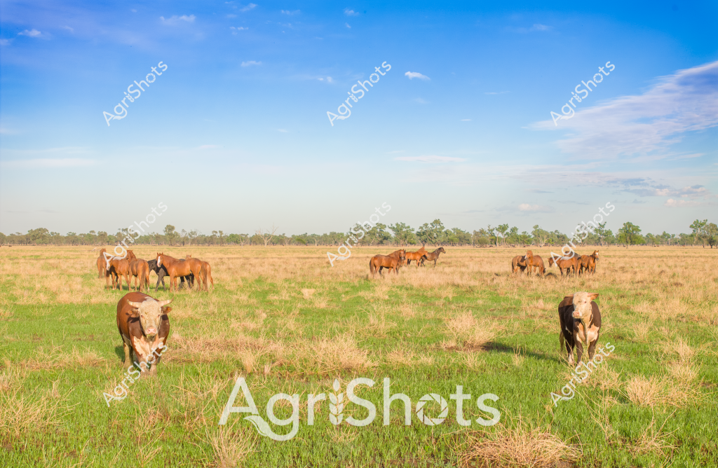 A classic Australian pastoral scene captures a herd of horses and cattle grazing across a vast, expansive grassland under a brilliant blue sky. In the foreground, two sturdy cattle - likely beef breed such as Brahman or Droughtmaster - stand prominently on a patch of green grass amid the golden-brown pasture. Behind them, a group of horses, ranging in colors from chestnut to bay, are clustered together in small groups across the landscape.

The background reveals a typical Australian rural setting, with scattered eucalyptus trees lining the distant horizon, creating a soft, muted treeline against the luminous sky. The landscape appears to be a broad, open paddock typical of extensive grazing properties in regions like Queensland or the Northern Territory. The grassy terrain shows variations in color and texture, with patches of green interspersed with dried golden grass, suggesting the scene might be during the dry season or in an area experiencing minimal recent rainfall.

The wide-open space and scattered livestock convey a sense of freedom and the expansive nature of Australian pastoral farming. The horses and cattle seem relaxed and at ease, grazing peacefully under the vast, cloud-dappled sky, embodying the quintessential Australian rural landscape.