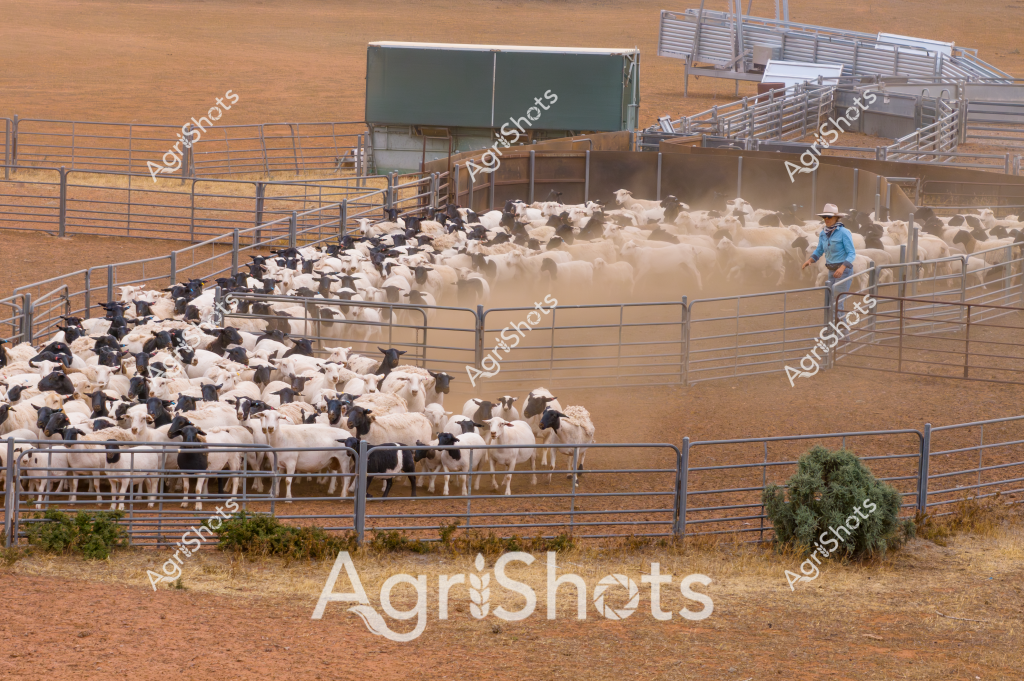 A large herd of white and black-faced sheep are gathered in a dusty livestock yard, managed by a man in a blue shirt and light-colored hat. Multiple metal livestock fencing panels create a complex holding area, with a green-roofed shed and additional silver metal yards visible in the background. The sheep appear densely packed, raising a cloud of fine golden-brown dust around their woolly bodies. A sparse bush and dry grassland surrounds the yard, indicating an arid agricultural setting typical of Australian livestock operations. The careful arrangement of the yards and the controlled movement of the sheep demonstrate professional livestock management techniques used in sheep farming.

The scene captures the precision of contemporary Australian sheep farming, where infrastructure and skilled stockmanship enable efficient livestock handling. The man's positioning suggests he is carefully guiding or monitoring the sheep's movement through the yard's carefully designed gates and holding pens. The dust and dry landscape highlight the challenging environmental conditions typical of many Australian agricultural regions.