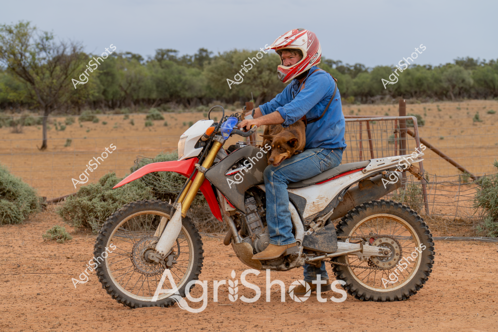 A man riding a dirt bike across an arid rural landscape, accompanied by a dog sitting close to him on the motorcycle. Wearing a red and white protective helmet and blue long-sleeved shirt, the rider navigates the dusty, reddish-brown terrain with sparse vegetation and scattered trees in the background. The trail bike appears to be a red and white off-road model, equipped with robust knobby tires suitable for rough agricultural terrain. A metal gate and wire fence are visible, suggesting this is part of a rural property or station in an inland Australian region. The scene captures the practical mobility of rural workers who often use motorcycles to traverse large properties and check livestock or infrastructure.

The rugged environment and the rider's purposeful posture convey the resilience and adaptability required in Australian agricultural settings, where versatile transportation is essential for managing extensive landholdings. The companionship of the dog, sitting calmly beside the rider, further emphasizes the close working relationship between humans and animals in rural Australian contexts.