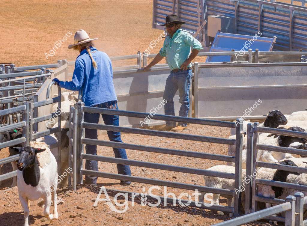 A woman in a bright blue long-sleeved shirt and a light-colored wide-brimmed hat stands alongside a man in a mint green shirt and dark hat within a livestock handling facility. They are working with a small group of sheep in metal livestock yards, with the ground being a sandy, dusty terrain typical of Australian agricultural settings. Several sheep, predominantly white with some dark markings, are contained within the metal gate pens, suggesting this is likely a sheep station or farm in an arid or semi-arid region. The metal yard infrastructure is modern and sturdy, with multiple gate sections and walkways designed for efficient animal movement and management. The scene captures the collaborative nature of livestock handling, with the two workers positioned at different points in the yard, suggesting they are coordinating the sheep's movement or preparation for processing, shearing, or veterinary procedures. The harsh, dry landscape and professional livestock management equipment highlight the resilience and technical expertise required in Australian sheep farming.