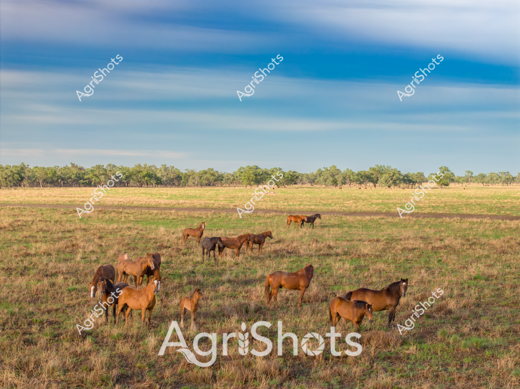 A picturesque rural landscape showcasing a herd of horses grazing peacefully across an expansive golden-brown pasture. Approximately 12-15 horses of varying brown and chestnut coat colors are scattered throughout the scene, some standing individually while others cluster together. The horses appear to be free-ranging, with a mix of mature horses and younger animals grazing on the dry grassland. A line of eucalyptus trees forms a distant treeline along the horizon, creating a classic Australian rural backdrop. The sky is a stunning gradient of soft blues and white, with long, sweeping cloud formations adding depth and drama to the landscape. The terrain looks typical of an Australian pastoral setting - slightly dry but not drought-affected, with patches of green and golden vegetation suggesting early spring or late summer conditions. The horses seem relaxed and healthy, representing the freedom and natural beauty of Australian horse breeding and farming landscapes.