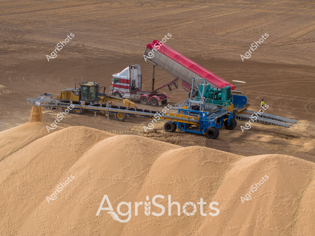 A sophisticated grain harvesting operation unfolds across a vast, golden-brown landscape, with a complex mobile grain processing system transferring harvested grain between a truck and storage piles. The industrial-scale machinery includes a large red-and-silver truck with a tilting trailer, multiple blue and yellow processing units, and an extended conveyor system creating neat mounds of golden grain. Heavy agricultural equipment dominates the scene, with precision engineering allowing efficient grain transfer directly from harvester to transport and storage, capturing the sophisticated technological capabilities of modern Australian broadacre farming. The surrounding terrain is a uniform brown, with subtle tractor tracks marking the harvested field, suggesting this is likely a wheat or barley harvest in a dry, expansive agricultural region. The equipment's strategic positioning and intricate mechanical choreography highlight the technical complexity of contemporary grain harvesting techniques, where every movement is calculated for maximum efficiency and minimal grain loss.