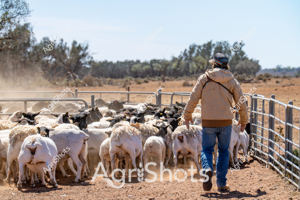 A man herder moves alongside a flock of white sheep through a dusty livestock yard in an arid Australian pastoral landscape. The sheep, predominantly white with some darker individuals mixed in, are tightly packed within metal stock gates and yard infrastructure. Dry, golden-brown earth kicks up dust around their hooves as they move, with scrubby trees and distant woodland visible on the horizon. The herder wears a tan jacket, blue jeans, and a cap, walking purposefully alongside the flock with a calm, practiced demeanor. The scene captures the routine of livestock management in a challenging rural environment, showcasing the close interaction between the stockman and the sheep in a typical Australian agricultural setting.

The image represents the everyday work of sheep management, likely during a muster or movement between paddocks. The metal yard infrastructure and careful positioning of the herder demonstrate the skill and precision required in handling livestock in harsh agricultural landscapes.